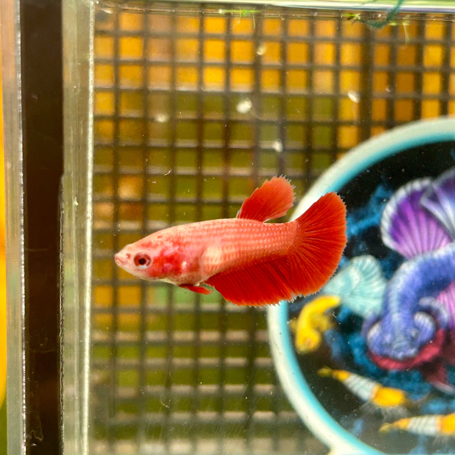 Super Red Halfmoon - Female Betta 007