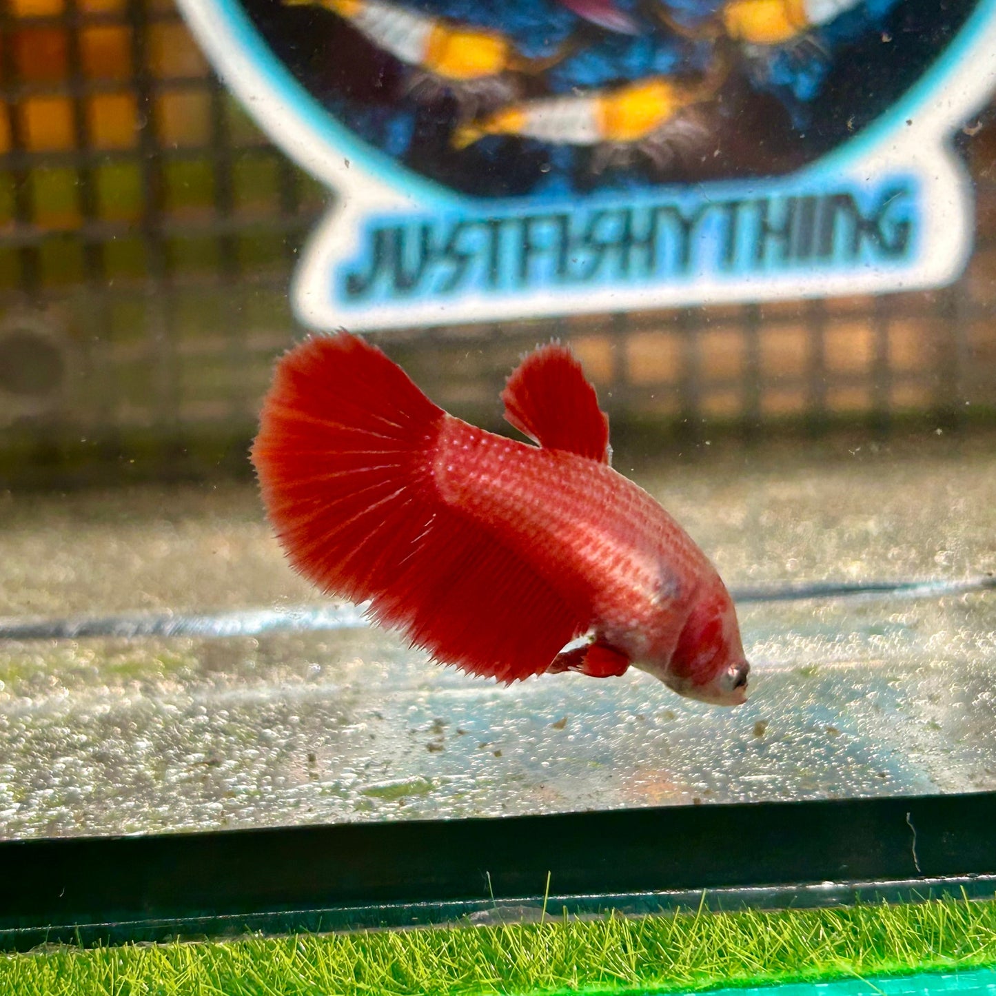 Super Red Halfmoon - Female Betta 007