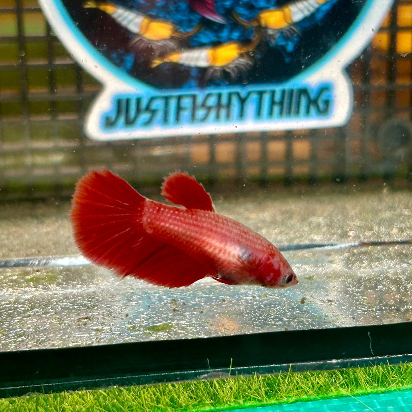 Super Red Halfmoon - Female Betta 007