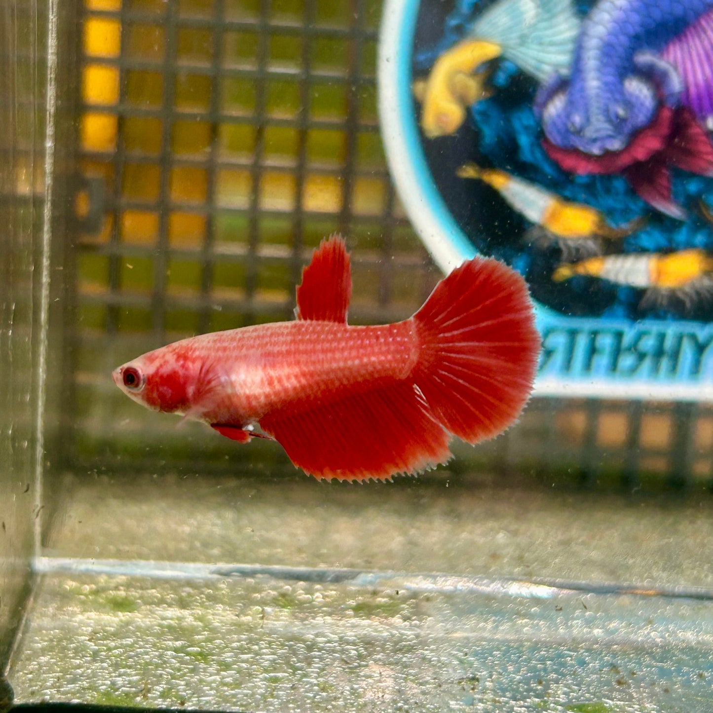 Super Red Halfmoon - Female Betta 007