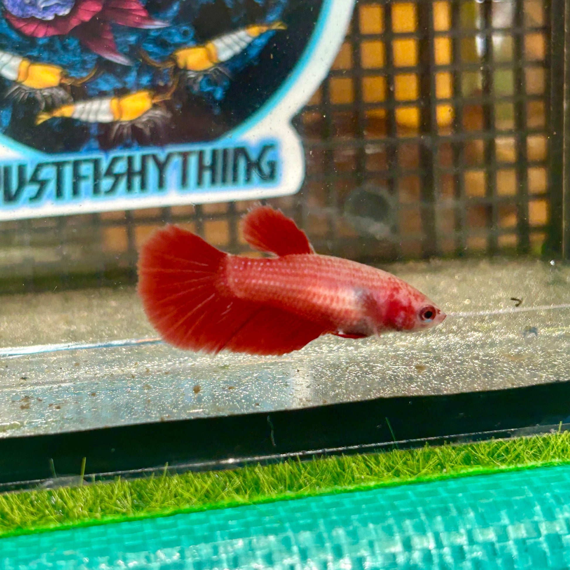 Super Red Halfmoon - Female Betta 007