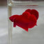 Super Red Plakat - Betta