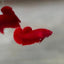 Super Red Plakat - Betta