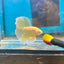 Super Yellow Halfmoon - Male Betta
