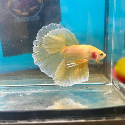 Super Yellow Halfmoon - Male Betta