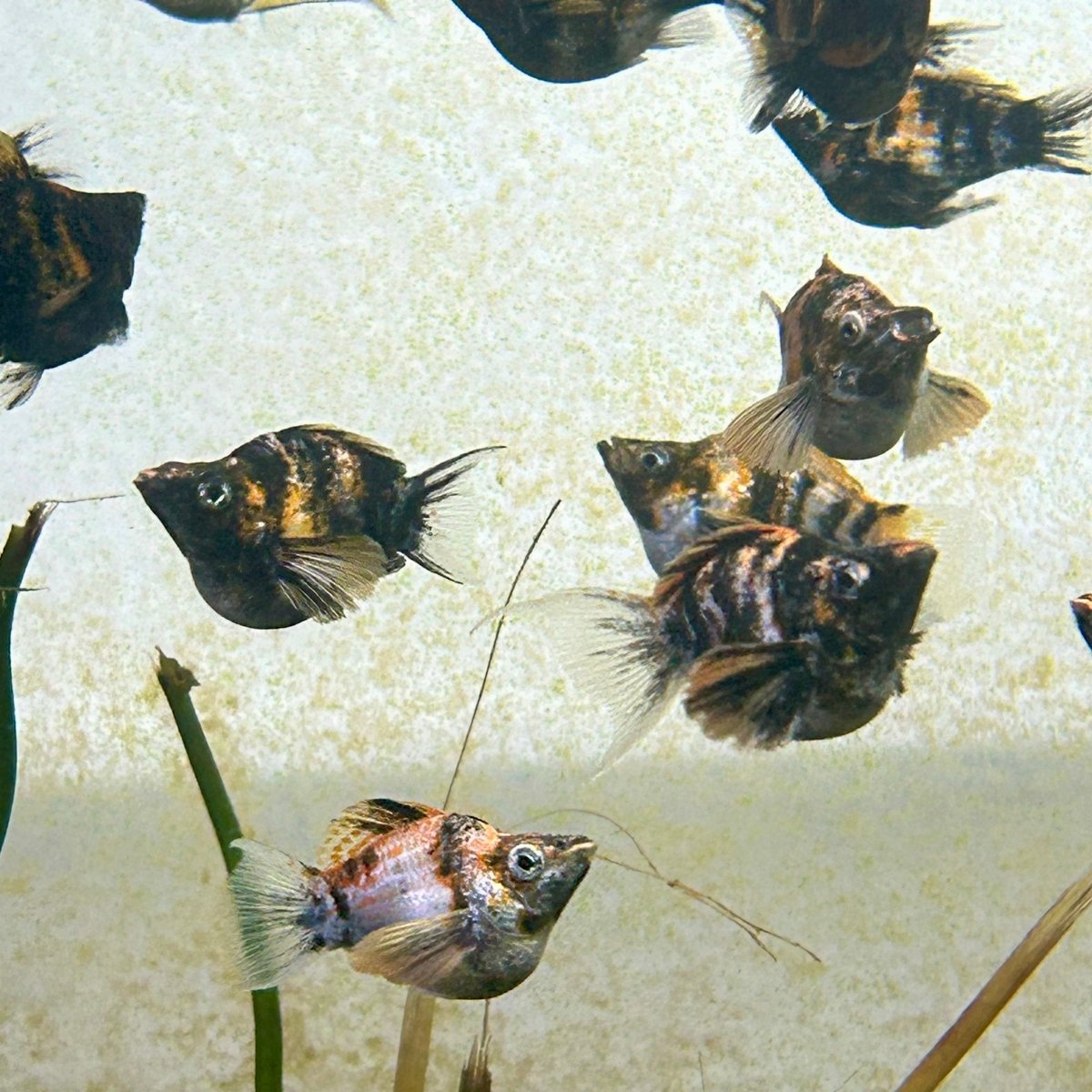 Tiger Balloon Molly Fish
