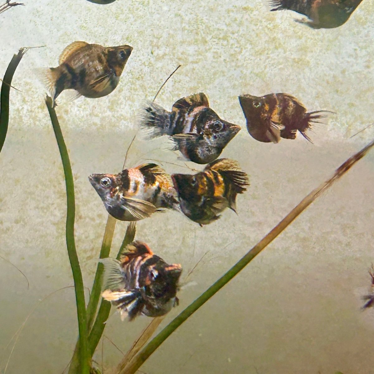 Tiger Balloon Molly Fish