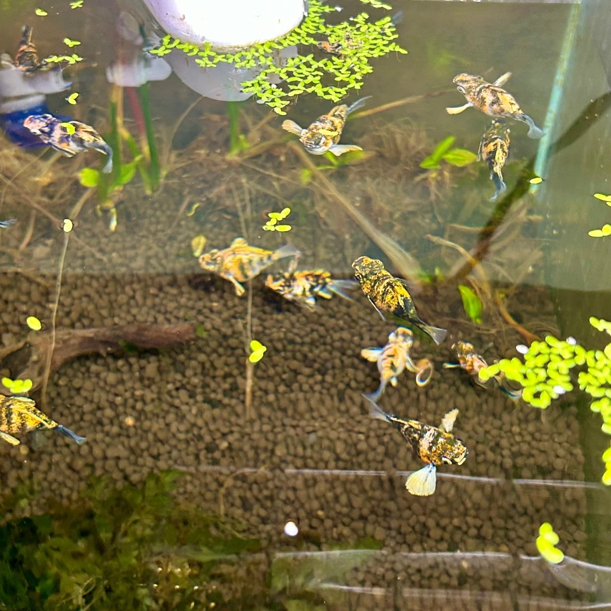 Tiger Balloon Molly Fish