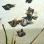 Tiger Balloon Molly Fish