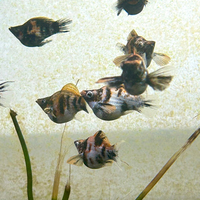 Tiger Balloon Molly Fish