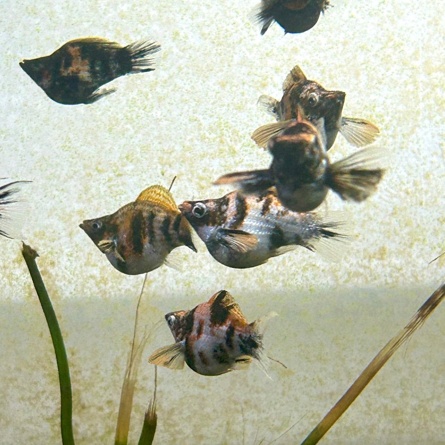 Tiger Balloon Molly Fish