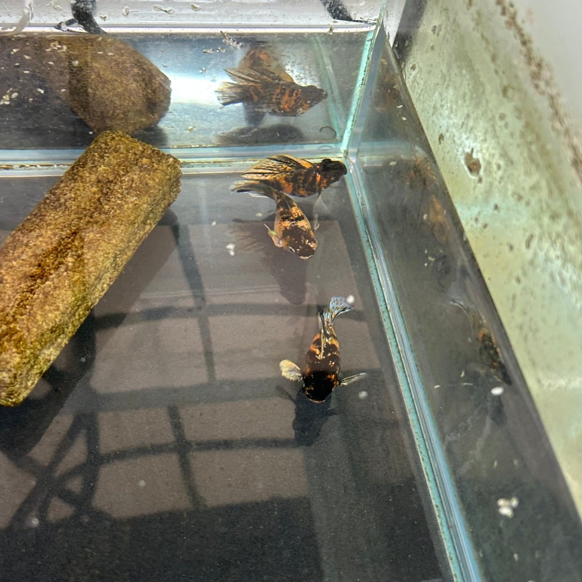 Tiger Round Balloon Molly