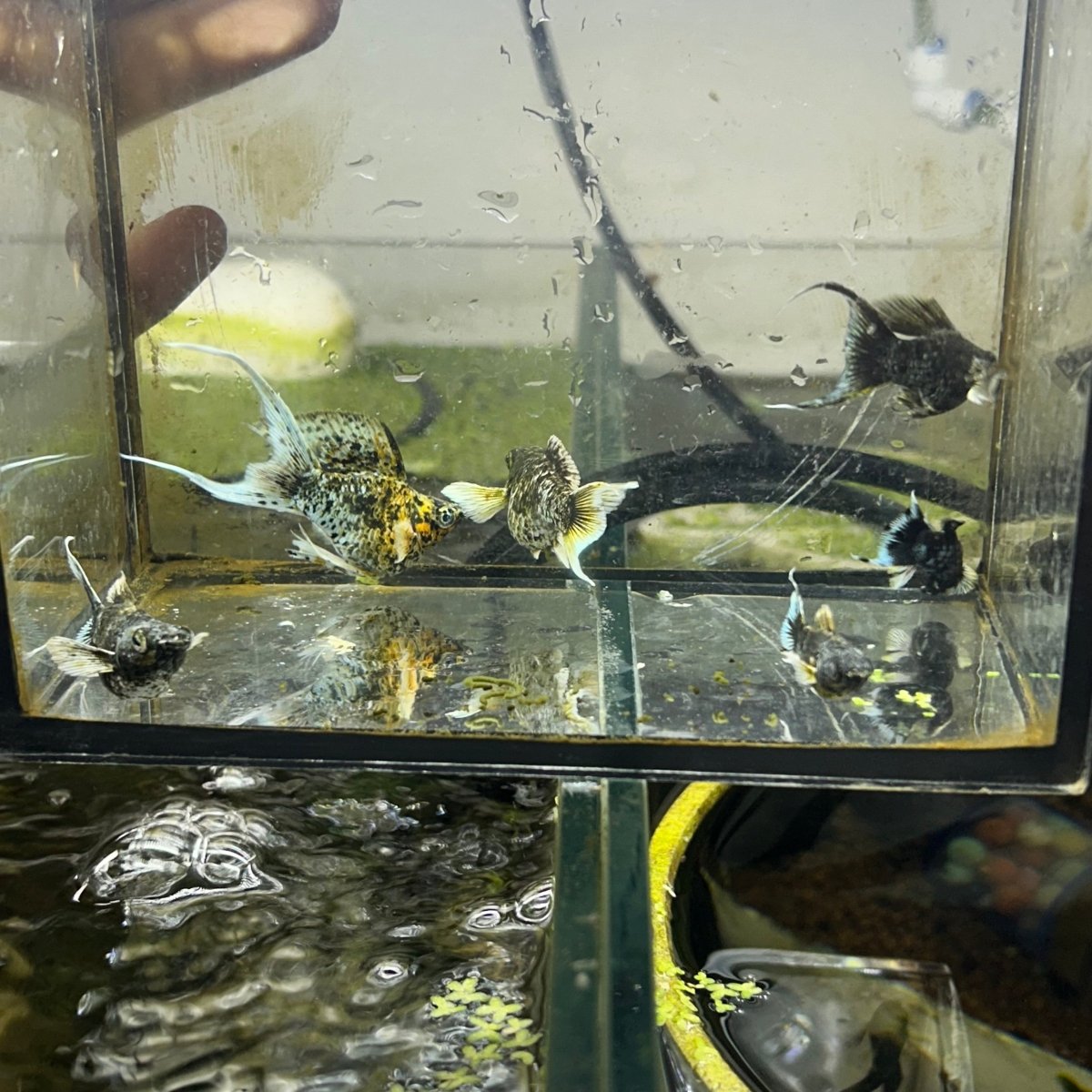 Tri-Color Balloon Molly Fish