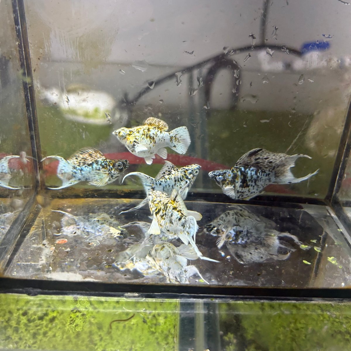 Tri-Color Balloon Molly Fish