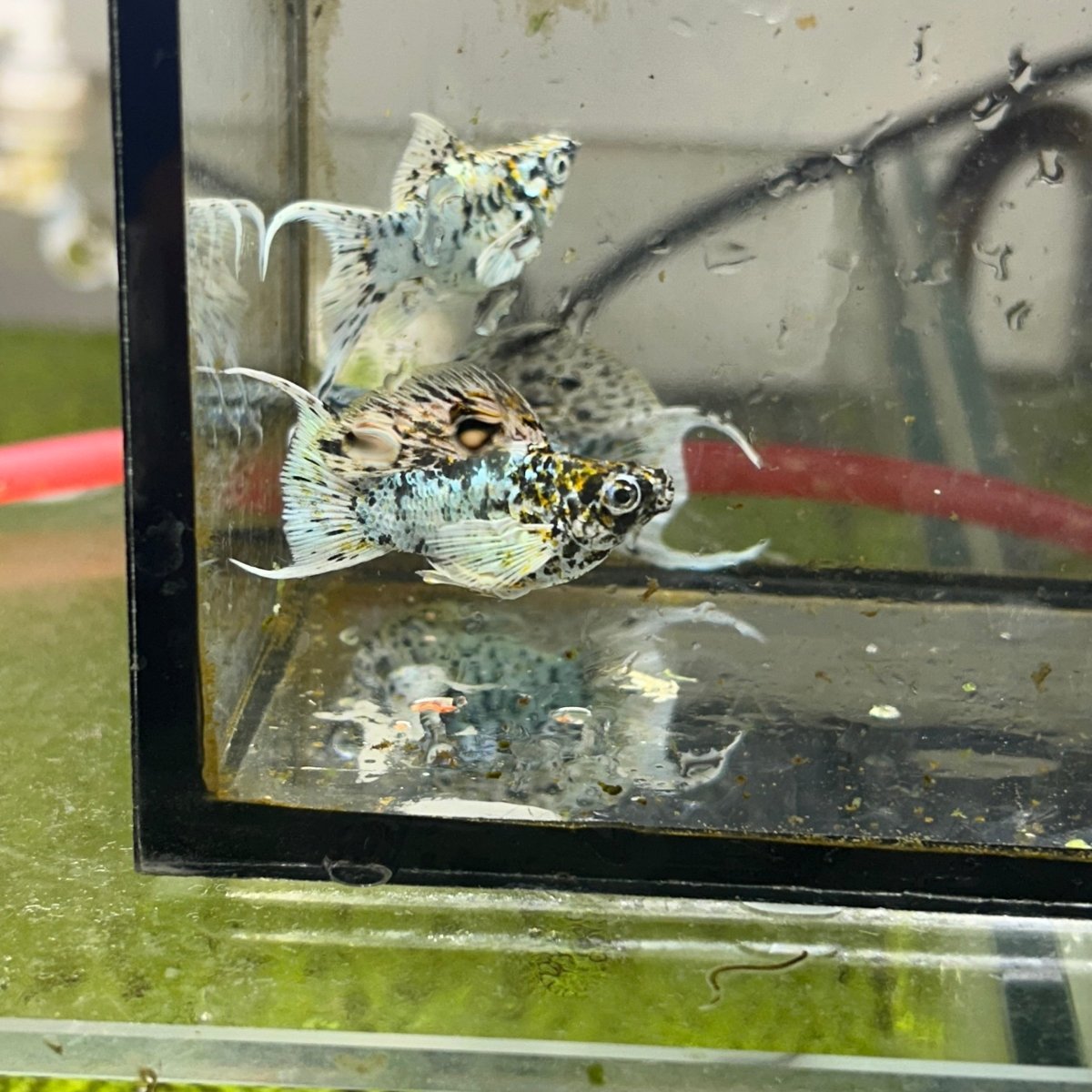 Tri-Color Balloon Molly Fish