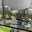 Tri-Color Balloon Molly Fish for Sale | Live Molly Fish | JustFishyThing Live Molly Fish Male live-bearer