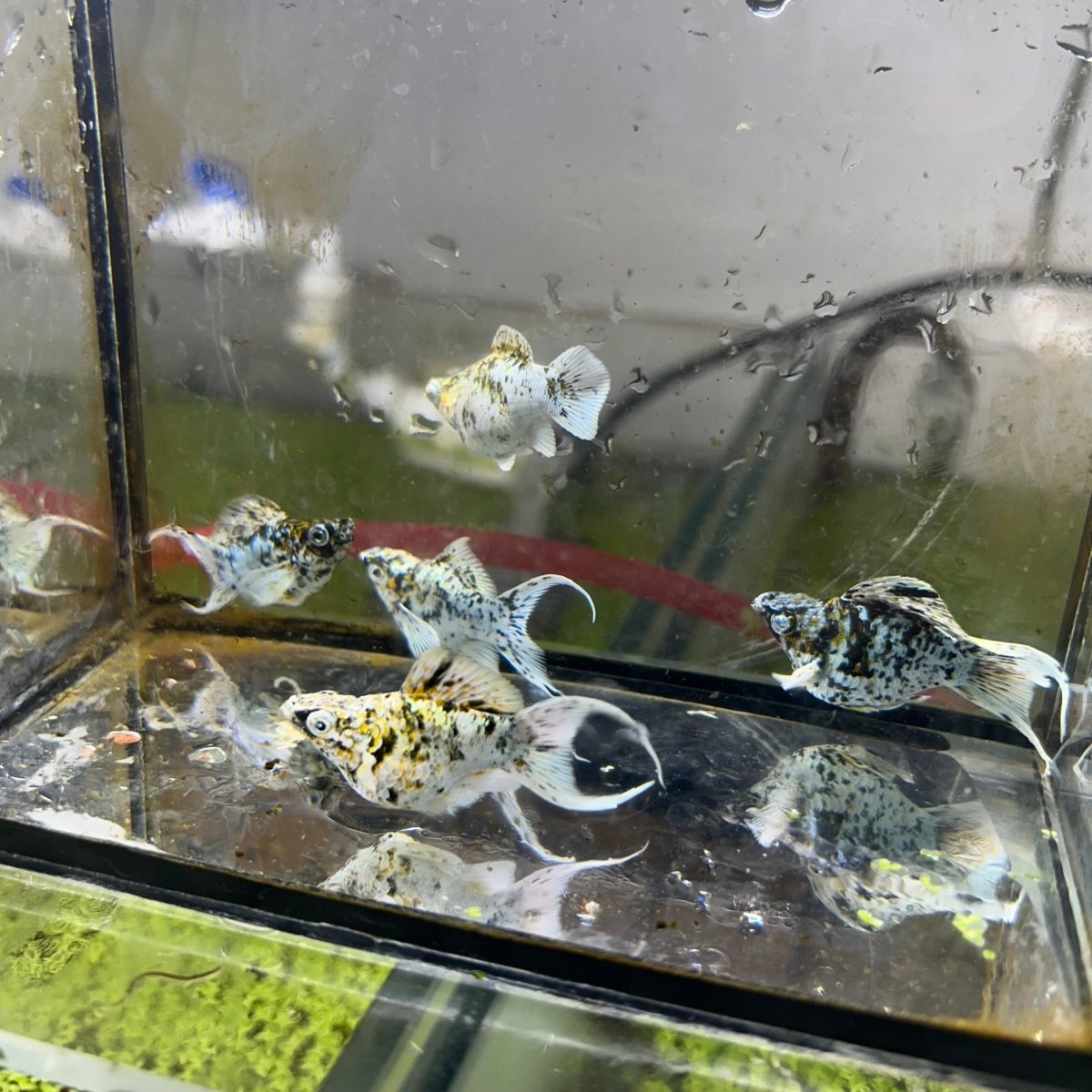 Tri-Color Balloon Molly Fish