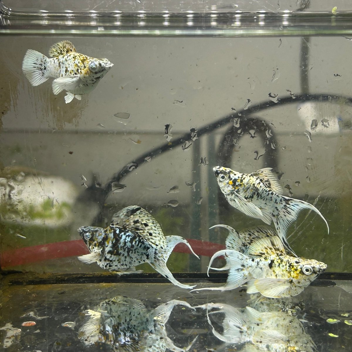 Tri-Color Balloon Molly Fish