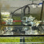 Tri-Color Balloon Molly Fish for Sale | Live Molly Fish | JustFishyThing Live Molly Fish Male live-bearer