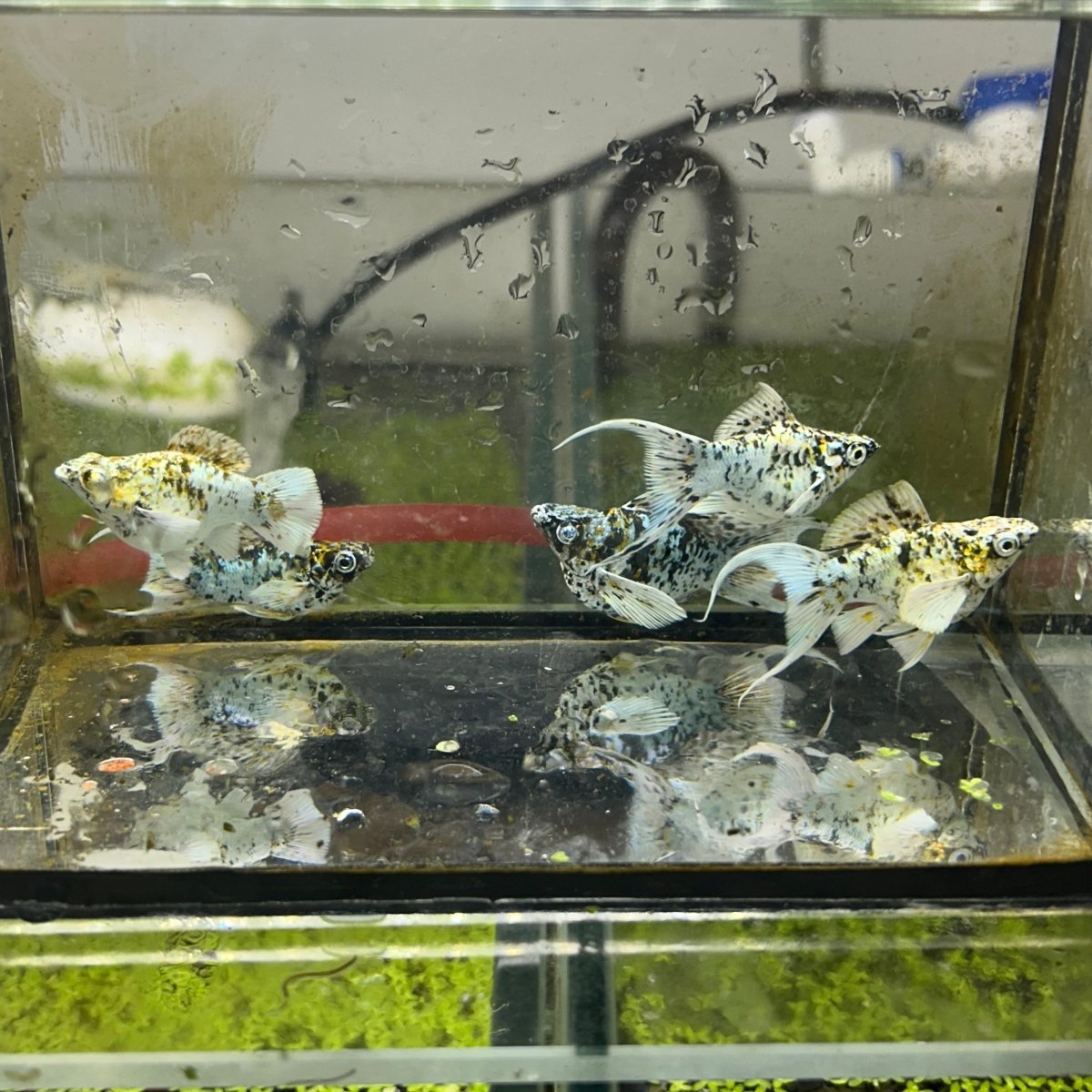 Tri-Color Balloon Molly Fish