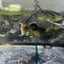 Tri-Color Balloon Molly Fish for Sale | Live Molly Fish | JustFishyThing Live Molly Fish Male live-bearer