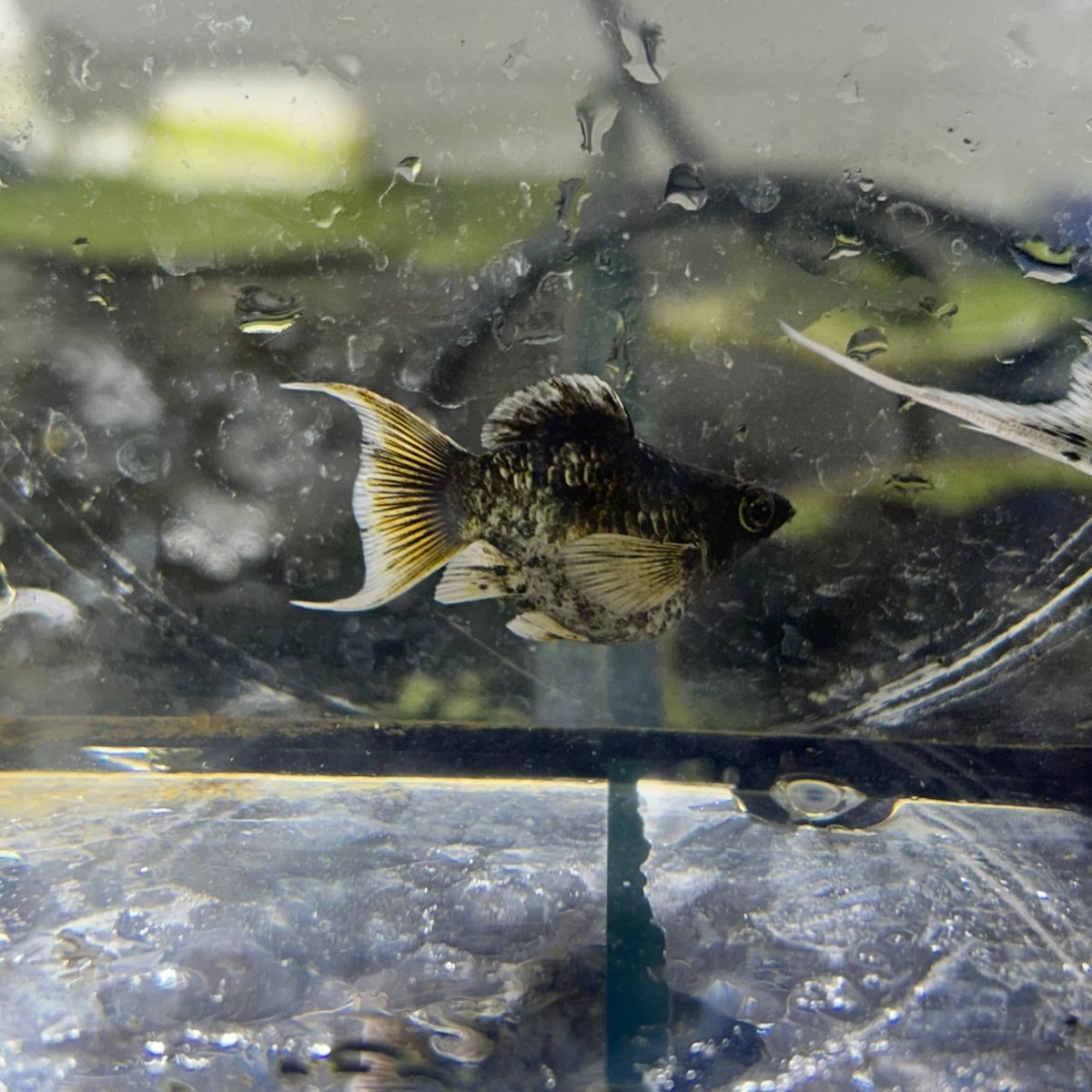 Tri-Color Balloon Molly Fish