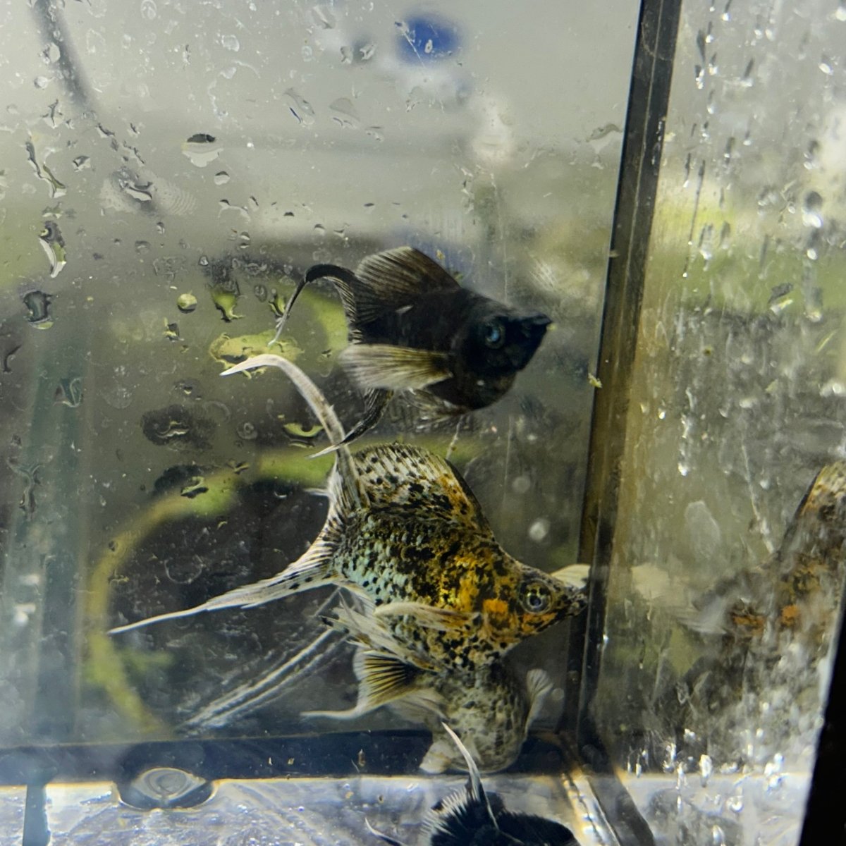 Tri-Color Balloon Molly Fish