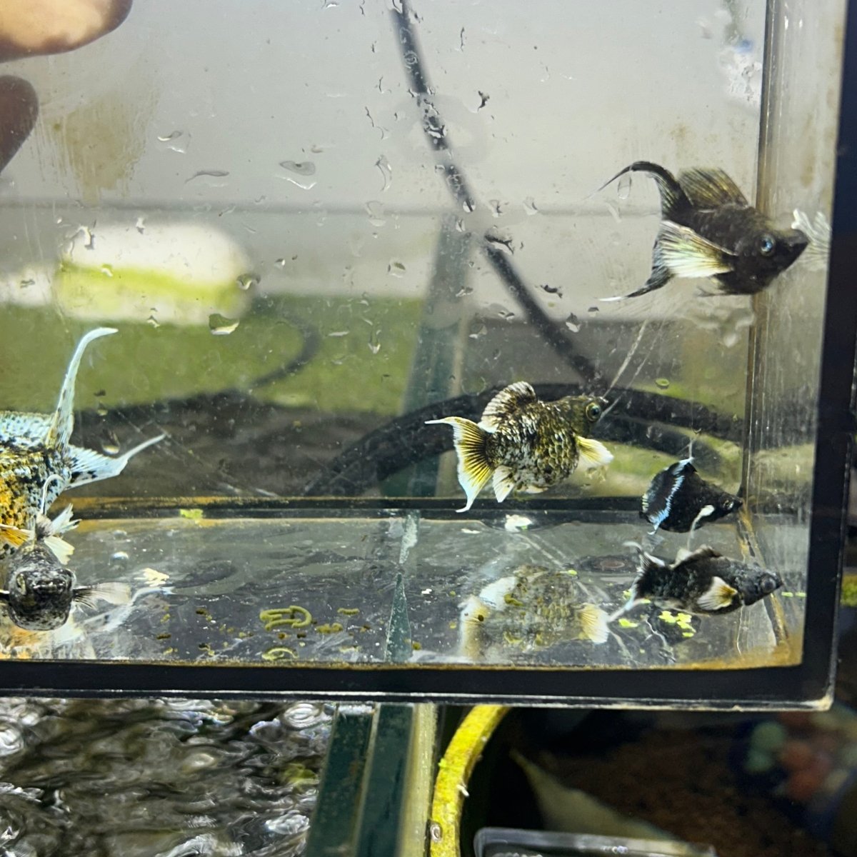 Tri-Color Balloon Molly Fish