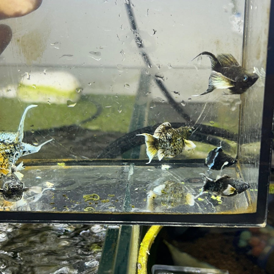 Tri-Color Balloon Molly Fish for Sale | Live Molly Fish | JustFishyThing Live Molly Fish Male live-bearer