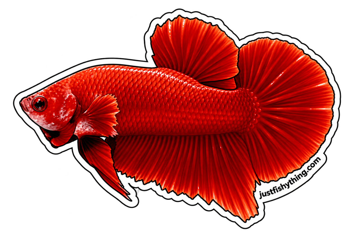 Turn your Pet Fishes into Sticker