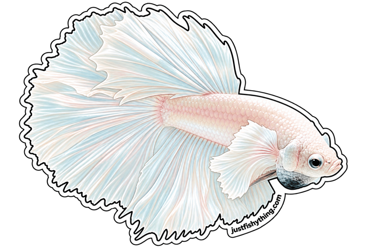 Turn your Pet Fishes into Sticker