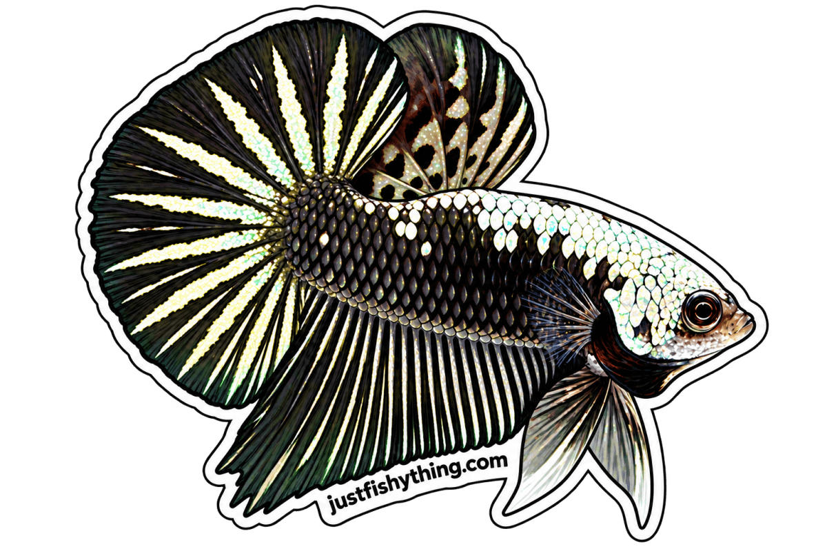 Turn your Pet Fishes into Sticker