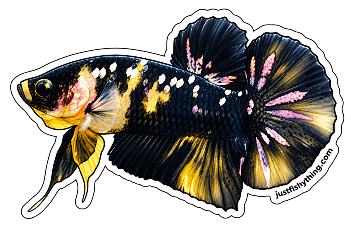 Turn your Pet Fishes into Sticker