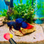 Veiltail Blue Imbellis Male Betta N113