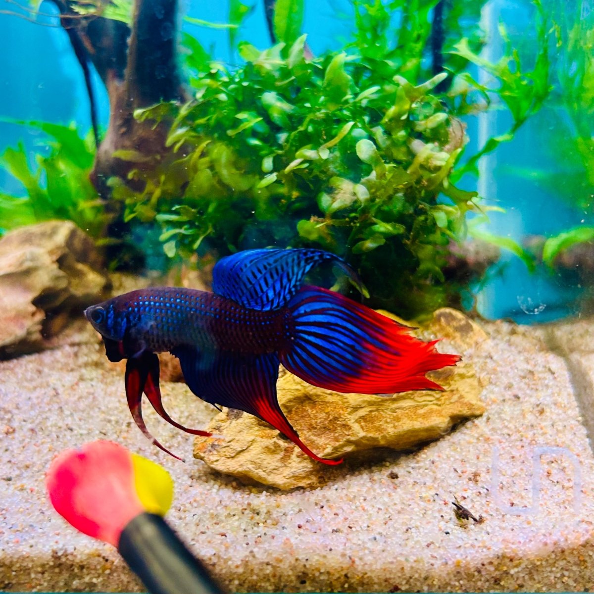 Veiltail Blue Imbellis Male Betta N113