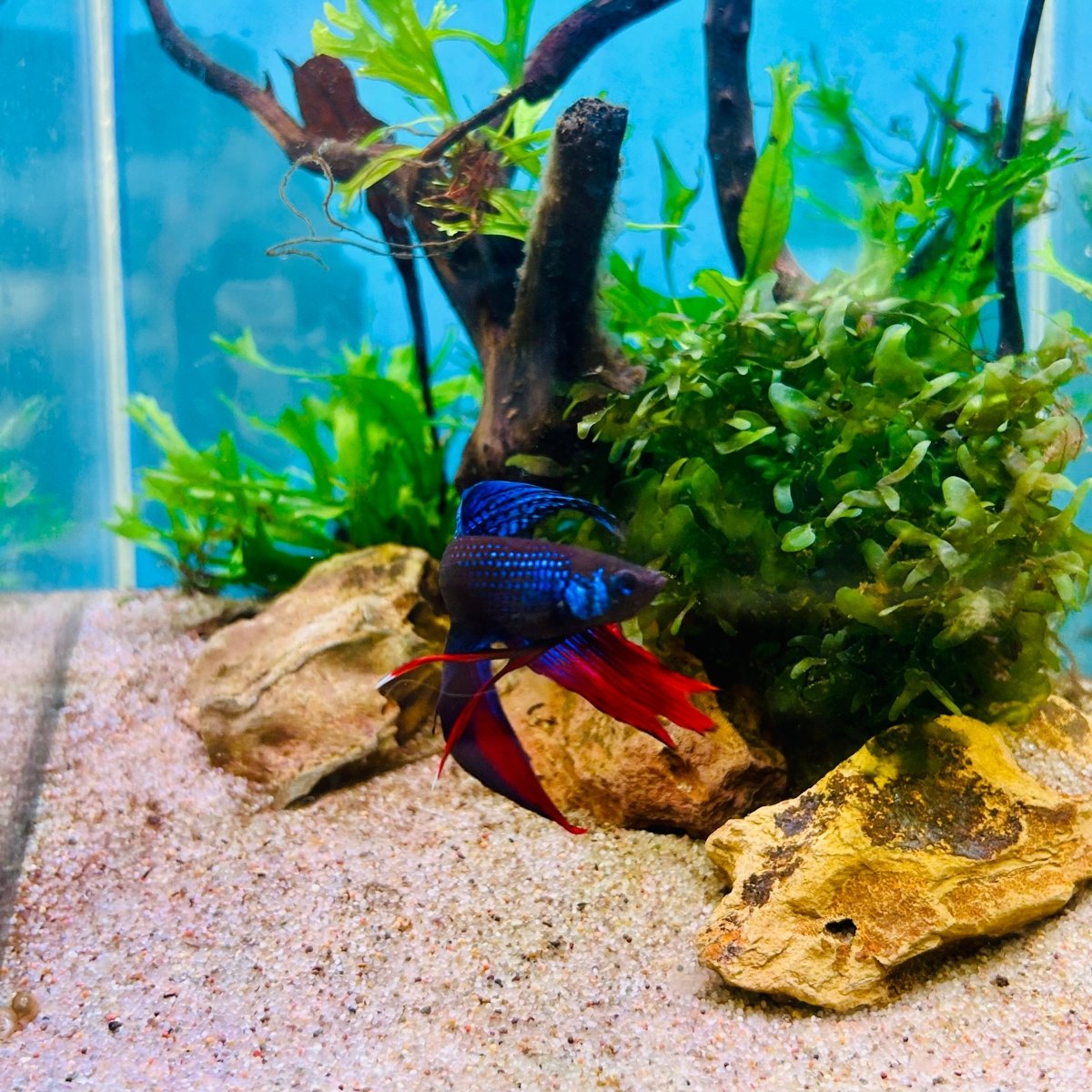 Veiltail Blue Imbellis Male Betta N113