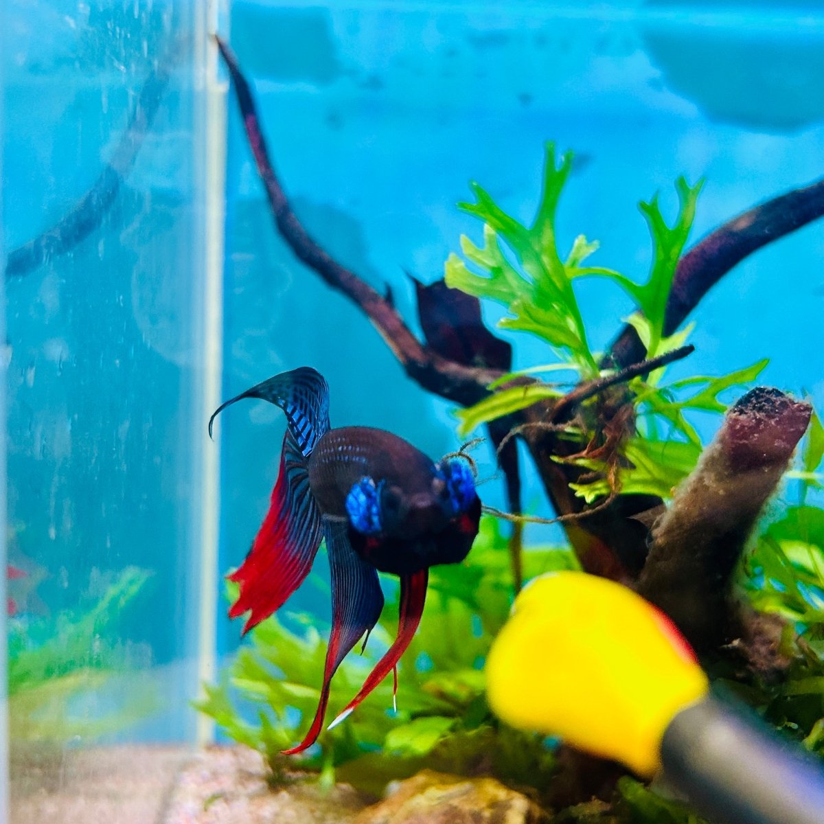 Veiltail Blue Imbellis Male Betta N113