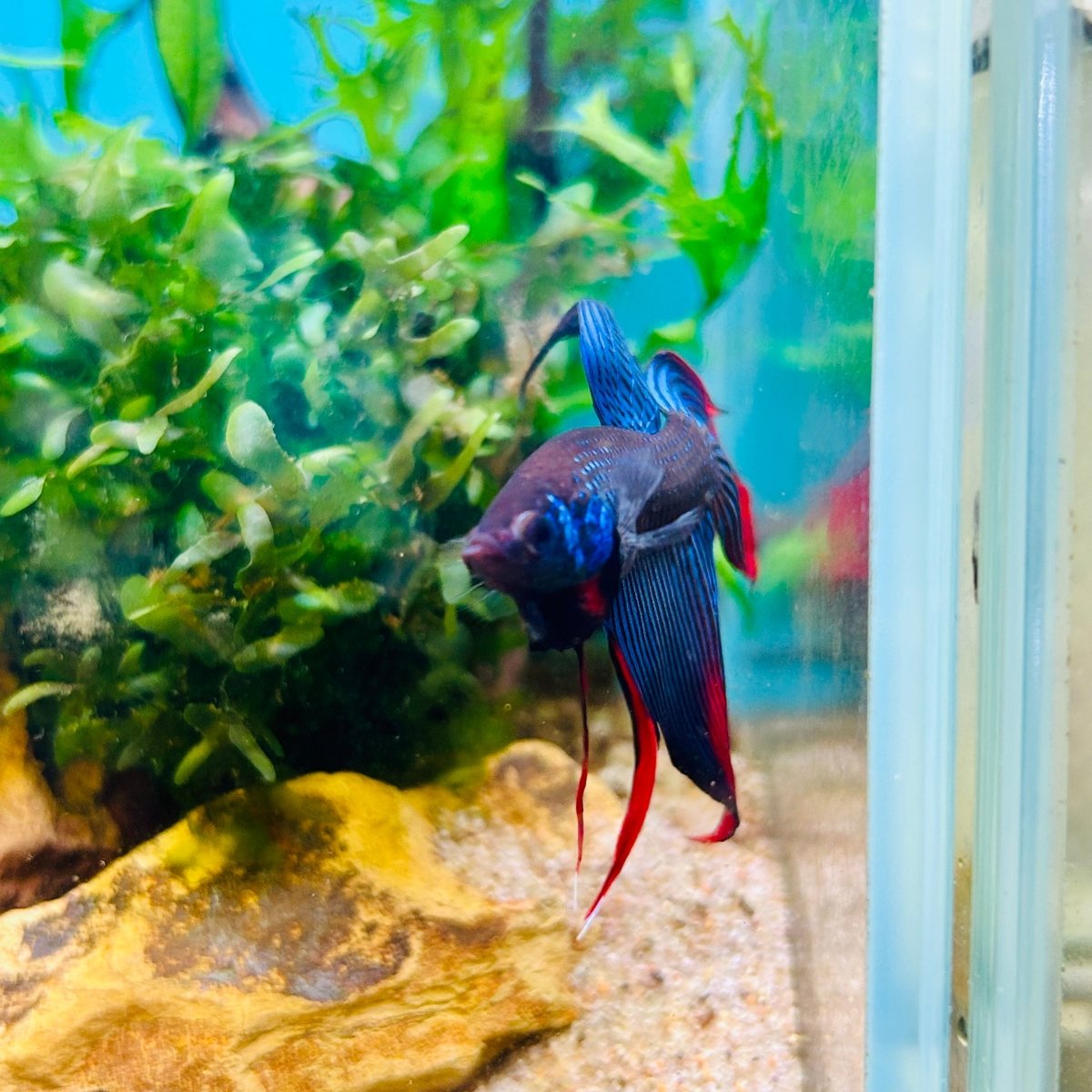 Veiltail Blue Imbellis Male Betta N113