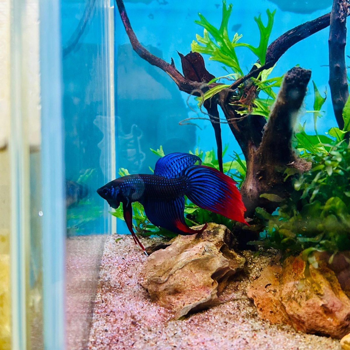 Veiltail Blue Imbellis Male Betta N113