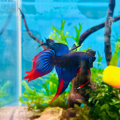 Veiltail Blue Imbellis Male Betta N113
