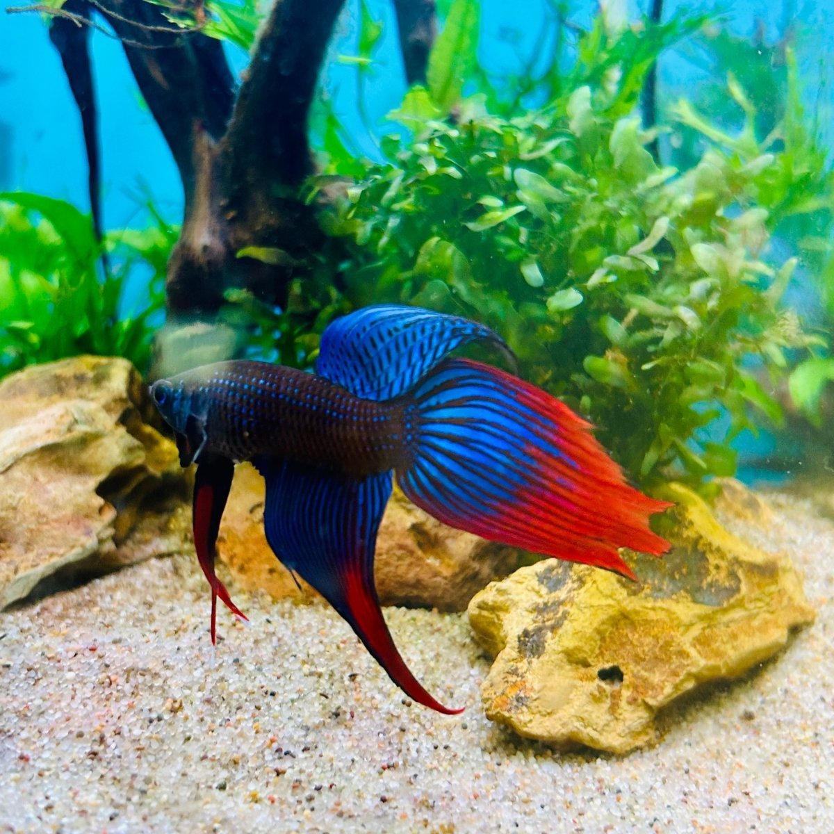 Veiltail Blue Imbellis Male Betta N113