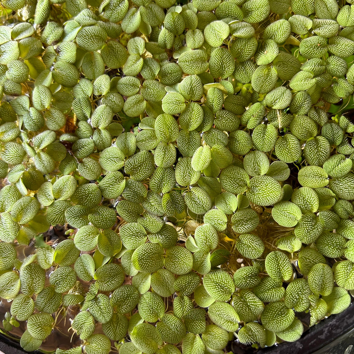 Salpicadura de agua