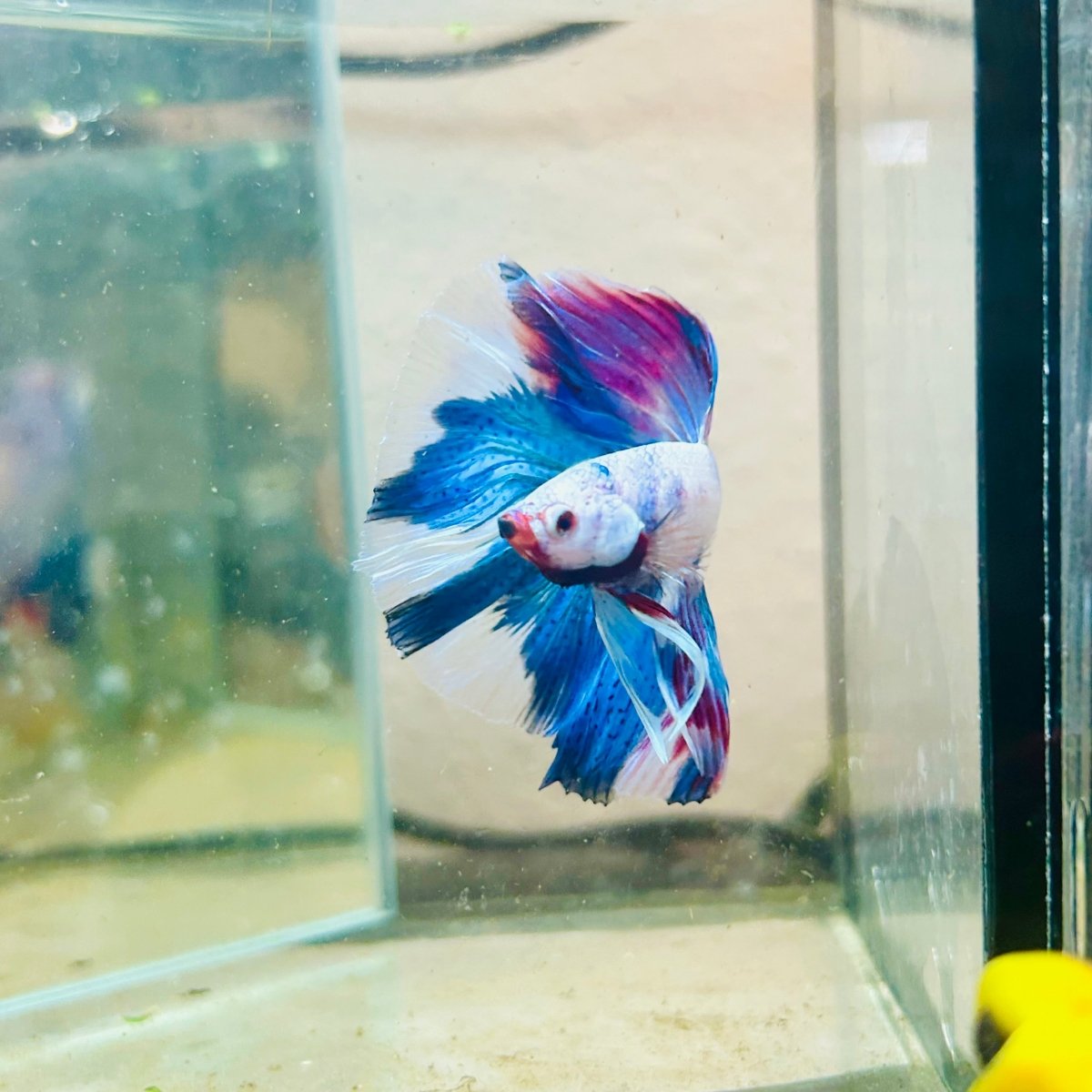 White Blue Candy Halfmoon Male Betta 184 Male betta