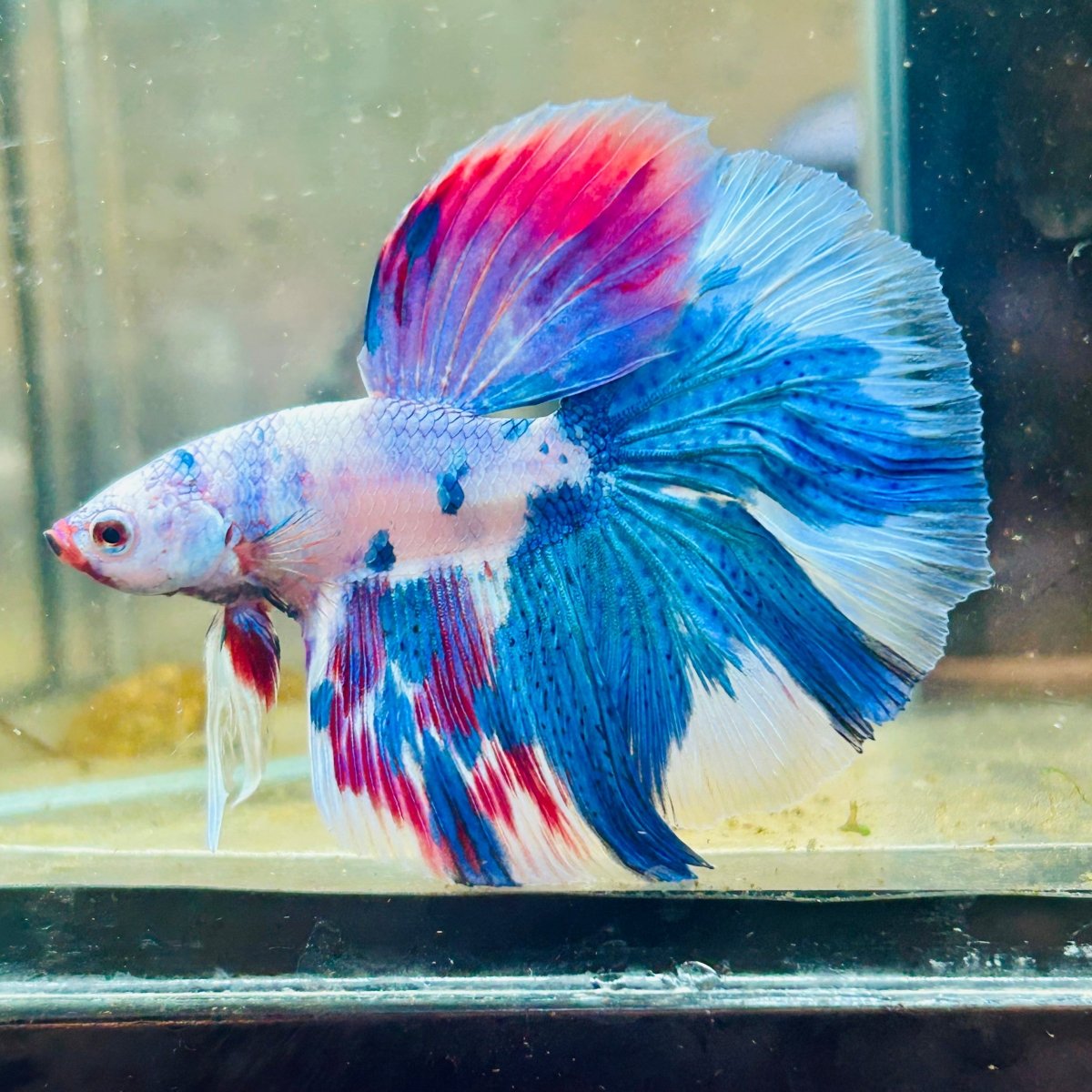 White Blue Candy Halfmoon Male Betta 184 Male betta