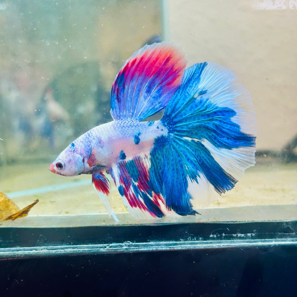 White Blue Candy Halfmoon Male Betta 184 Male betta