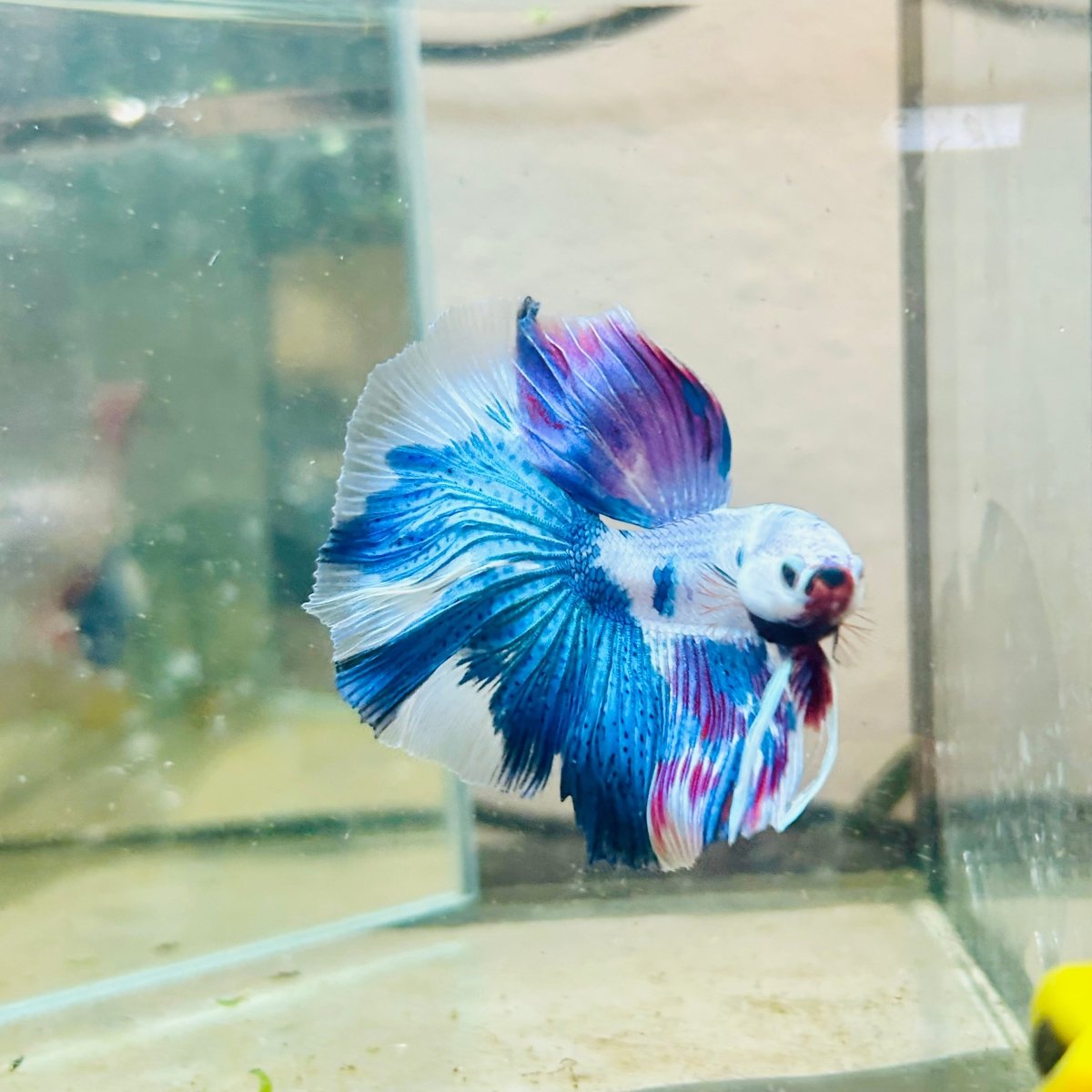 White Blue Candy Halfmoon Male Betta 184 Male betta