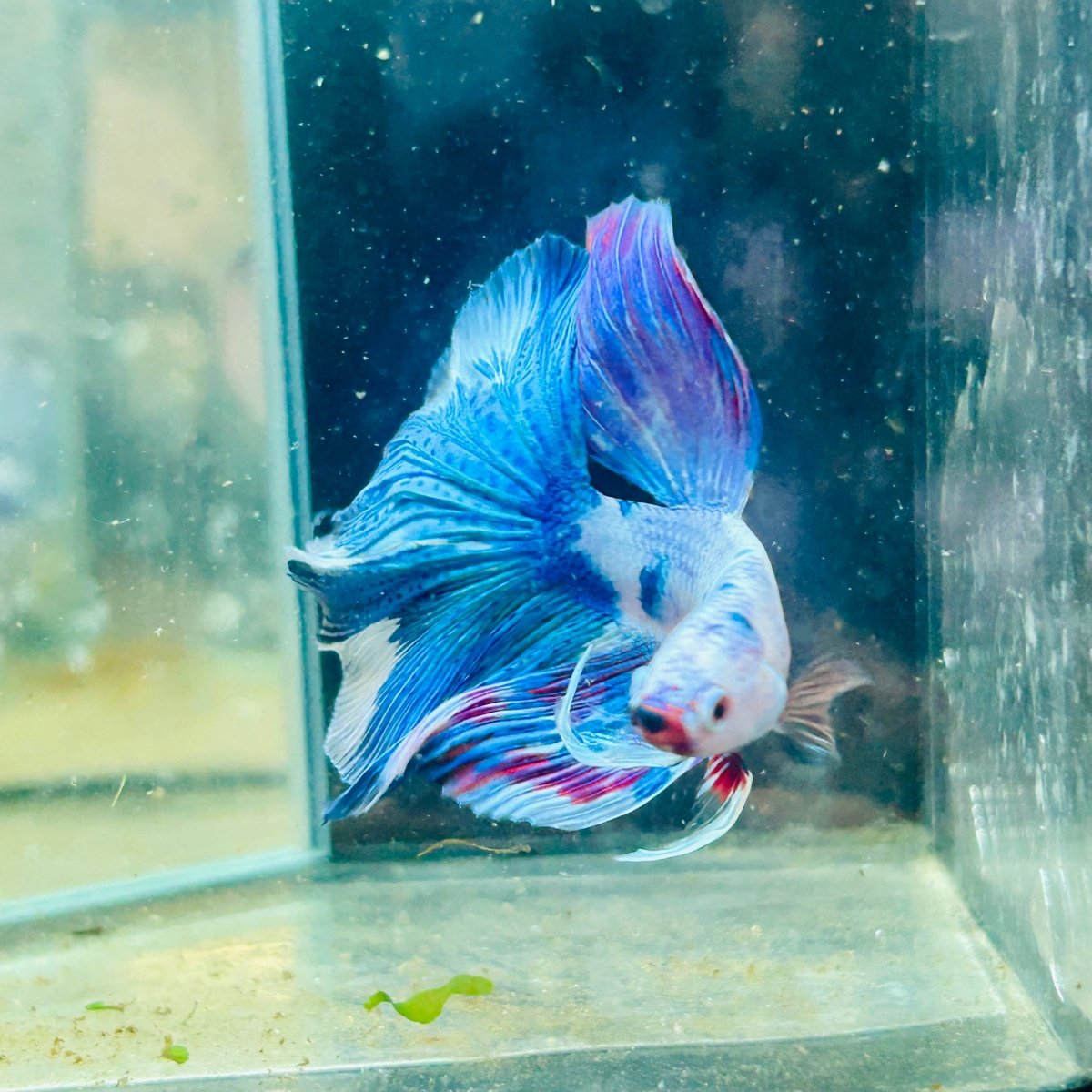 White Blue Candy Halfmoon Male Betta 184 Male betta