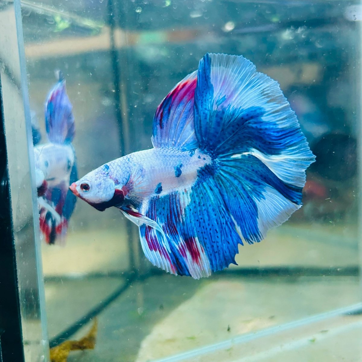 White Blue Candy Halfmoon Male Betta 184 Male betta
