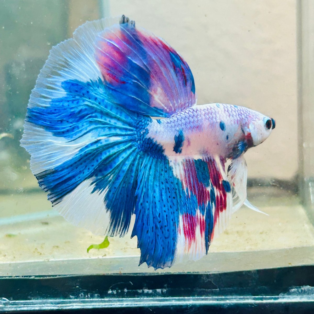 White Blue Candy Halfmoon Male Betta 184 Male betta
