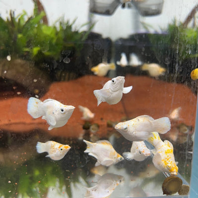 White Sakura Balloon Molly